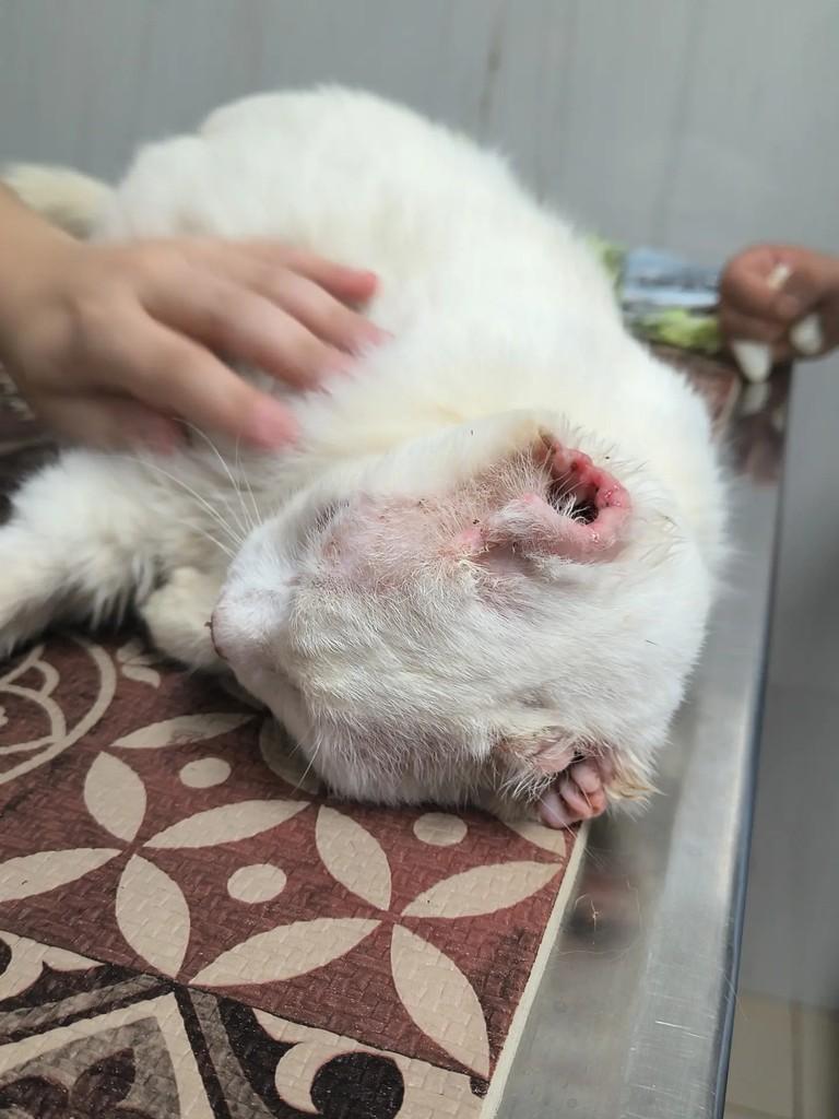 Pompom, gato de porte pequeno para adoção em Rio de Janeiro - RJ