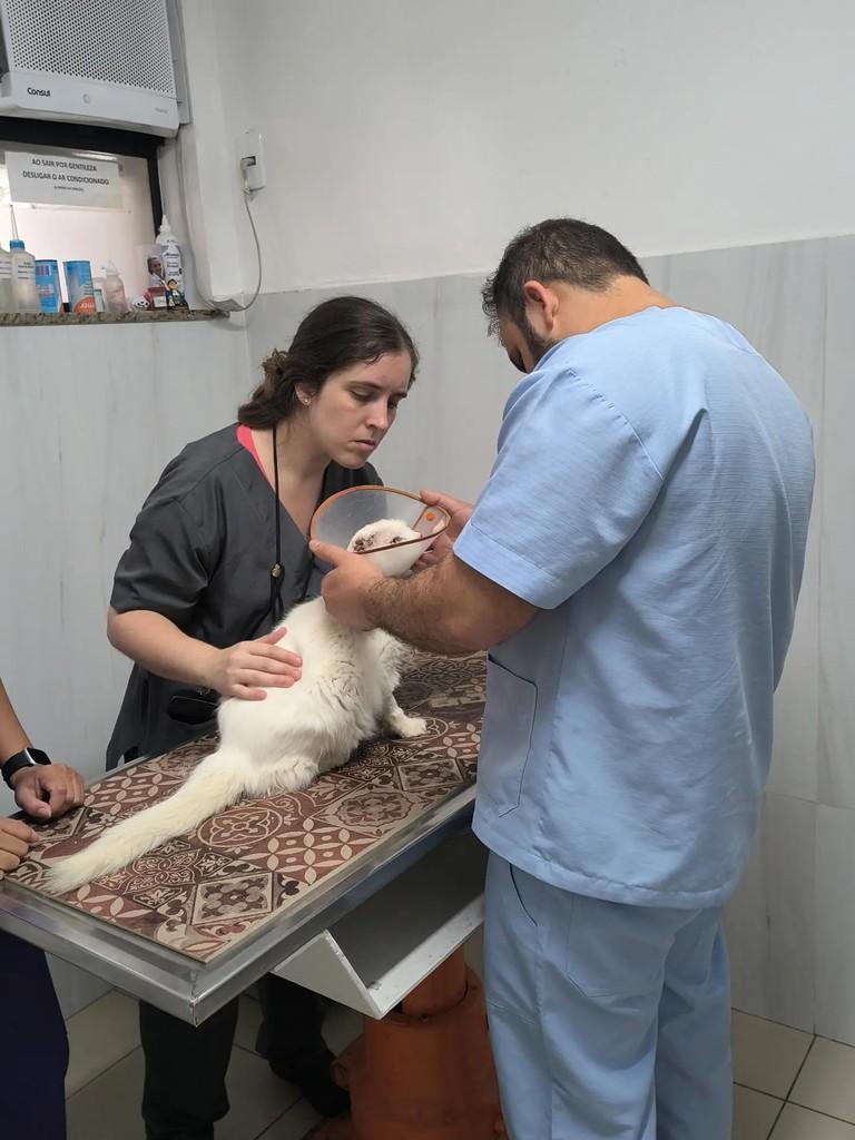 Pompom, gato de porte pequeno para adoção em Rio de Janeiro - RJ — foto 2 de 2