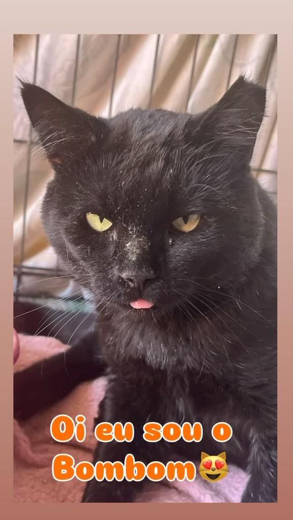 Bombom, gato de porte pequeno para adoção em Brasília - DF