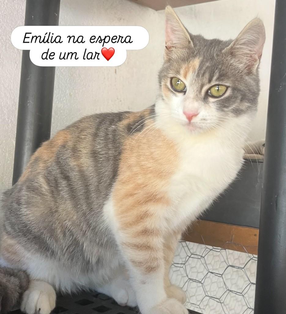 Emília, gato de porte pequeno para adoção em Brasília - DF