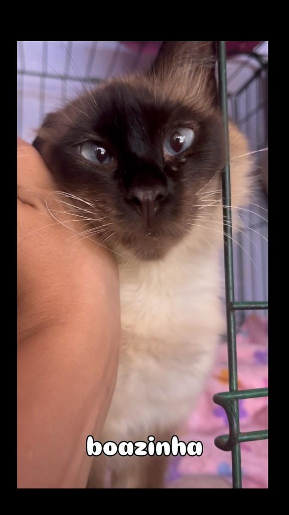 Ayla, gata de porte pequeno para adoção em Brasília - DF