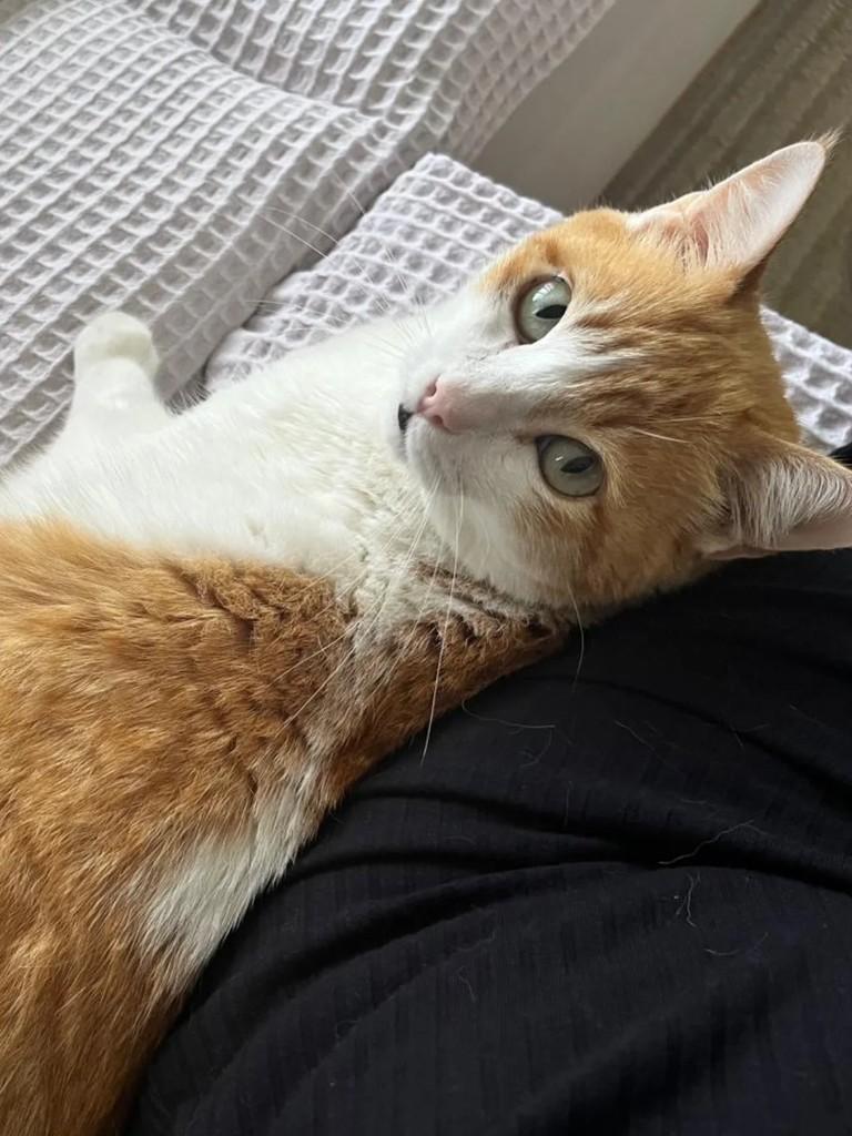 Boris, gato de porte médio para adoção em Sorriso - MT