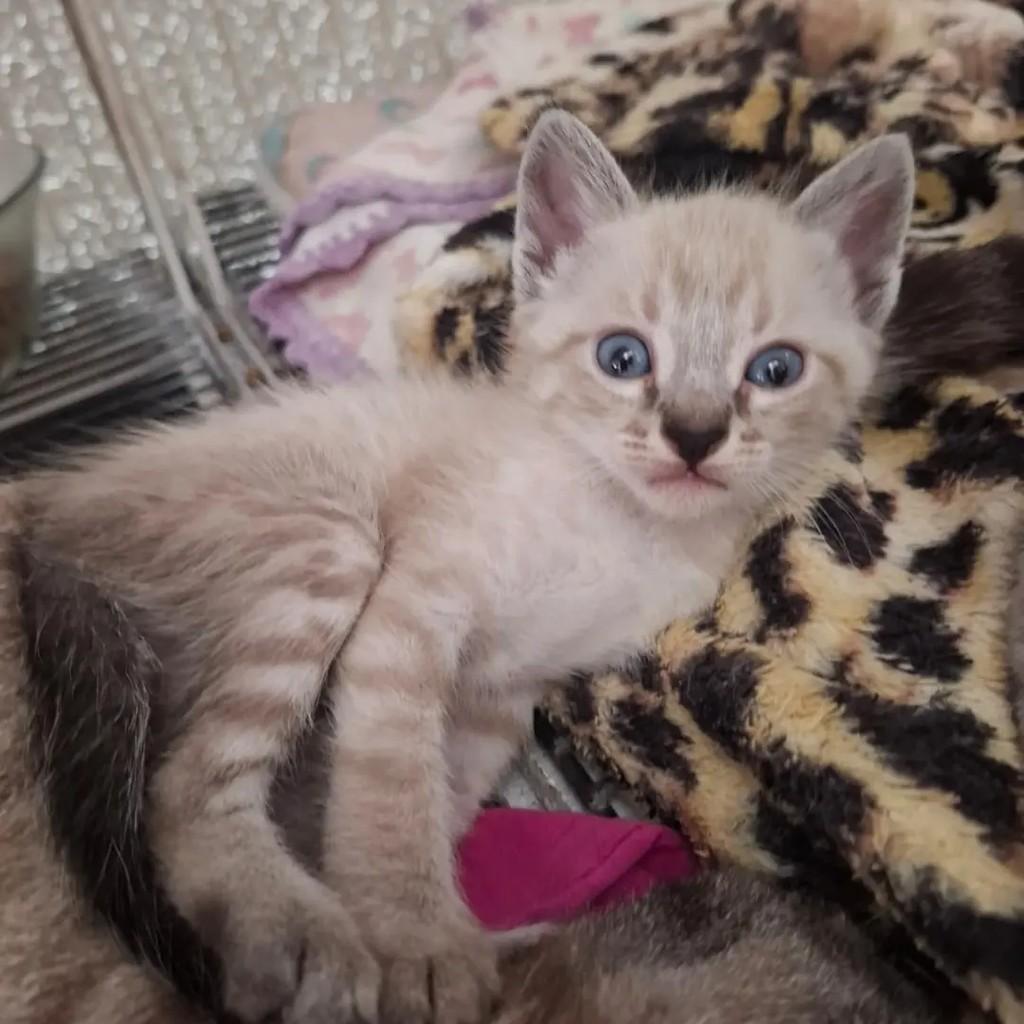 Alequim Dourado, gato de porte pequeno para adoção em Sorriso - MT