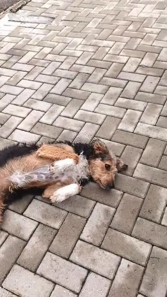 Ela, cadela de porte médio para adoção em Fazenda Rio Grande - PR