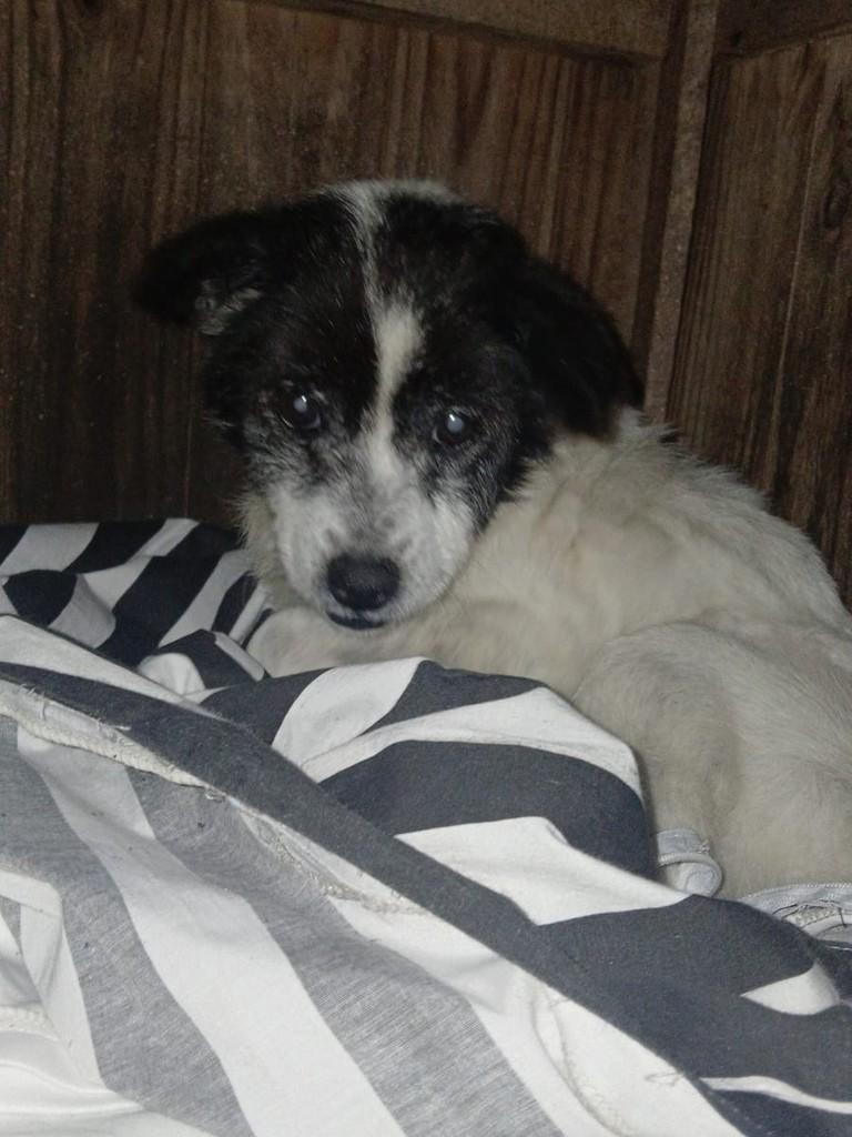 Senhorinha, cachorro de porte pequeno para adoção em Curitiba - PR