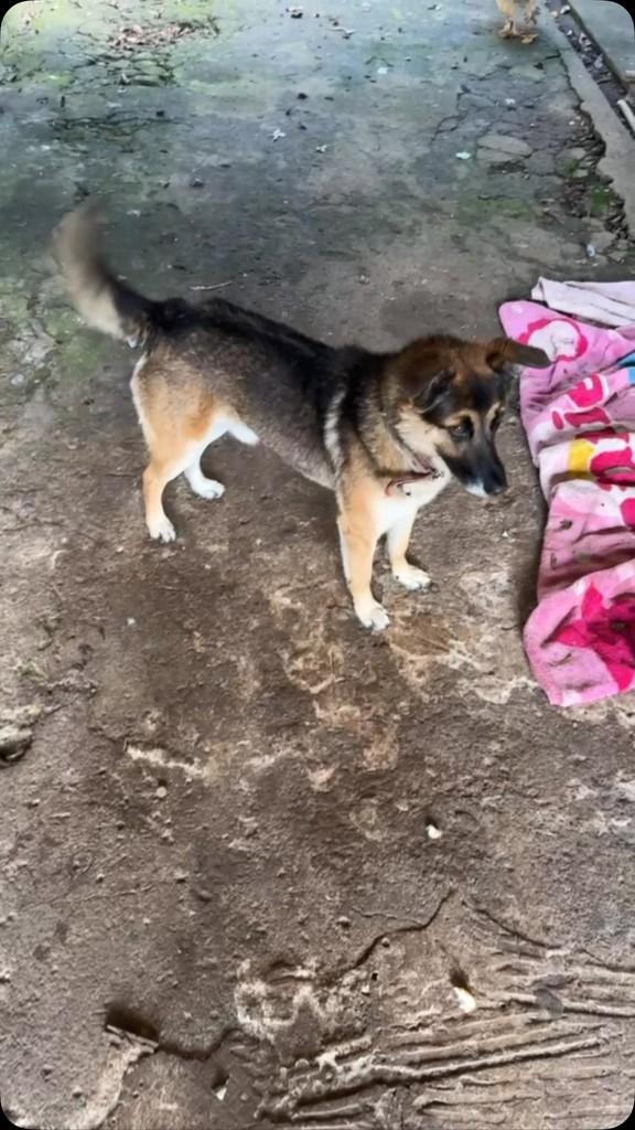 Murilo, cachorro de porte grande para adoção em Curitiba - PR