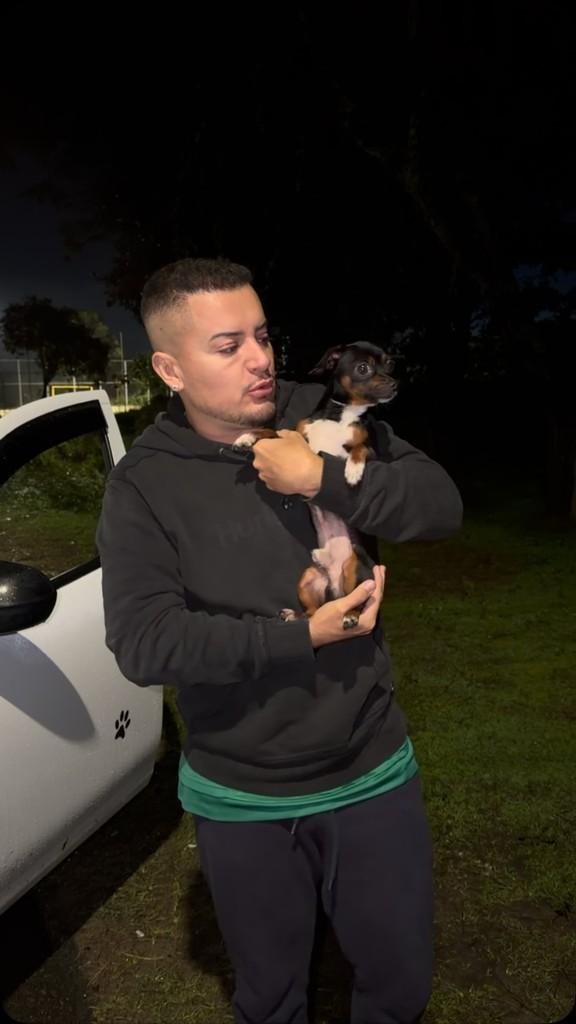 Pretinho, cachorro de porte pequeno para adoção em Curitiba - PR