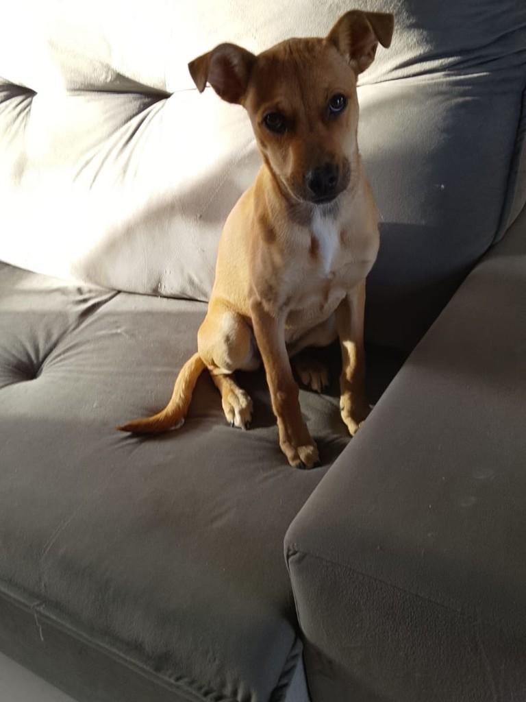 Caramelo, cachorro de porte pequeno para adoção em Curitiba - PR