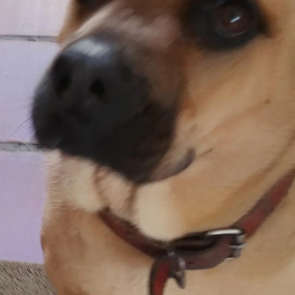 Hulk, cachorro de porte grande para adoção em Curitiba - PR