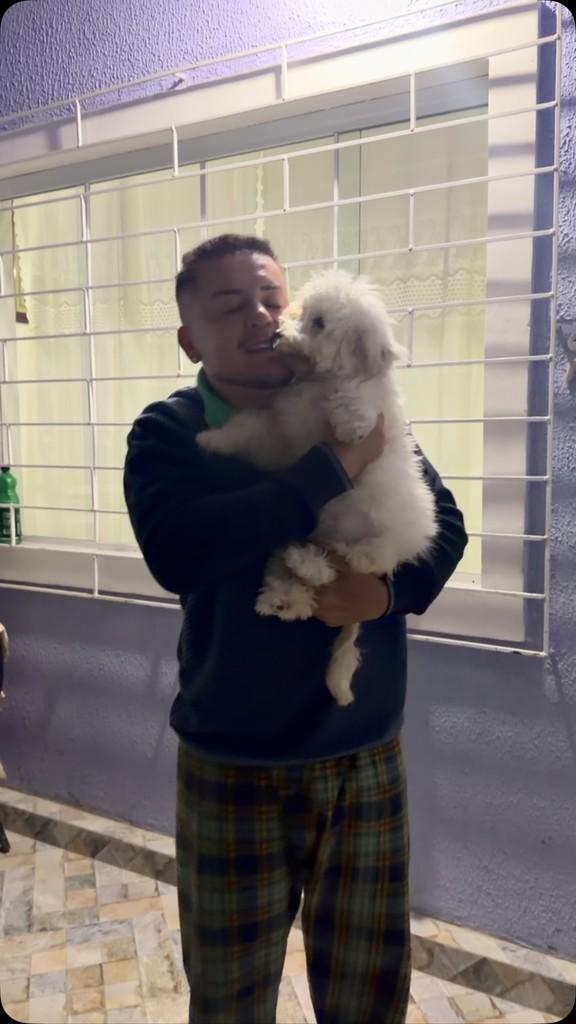 Bebezinha Linda, cachorro de porte pequeno para adoção em Curitiba - PR