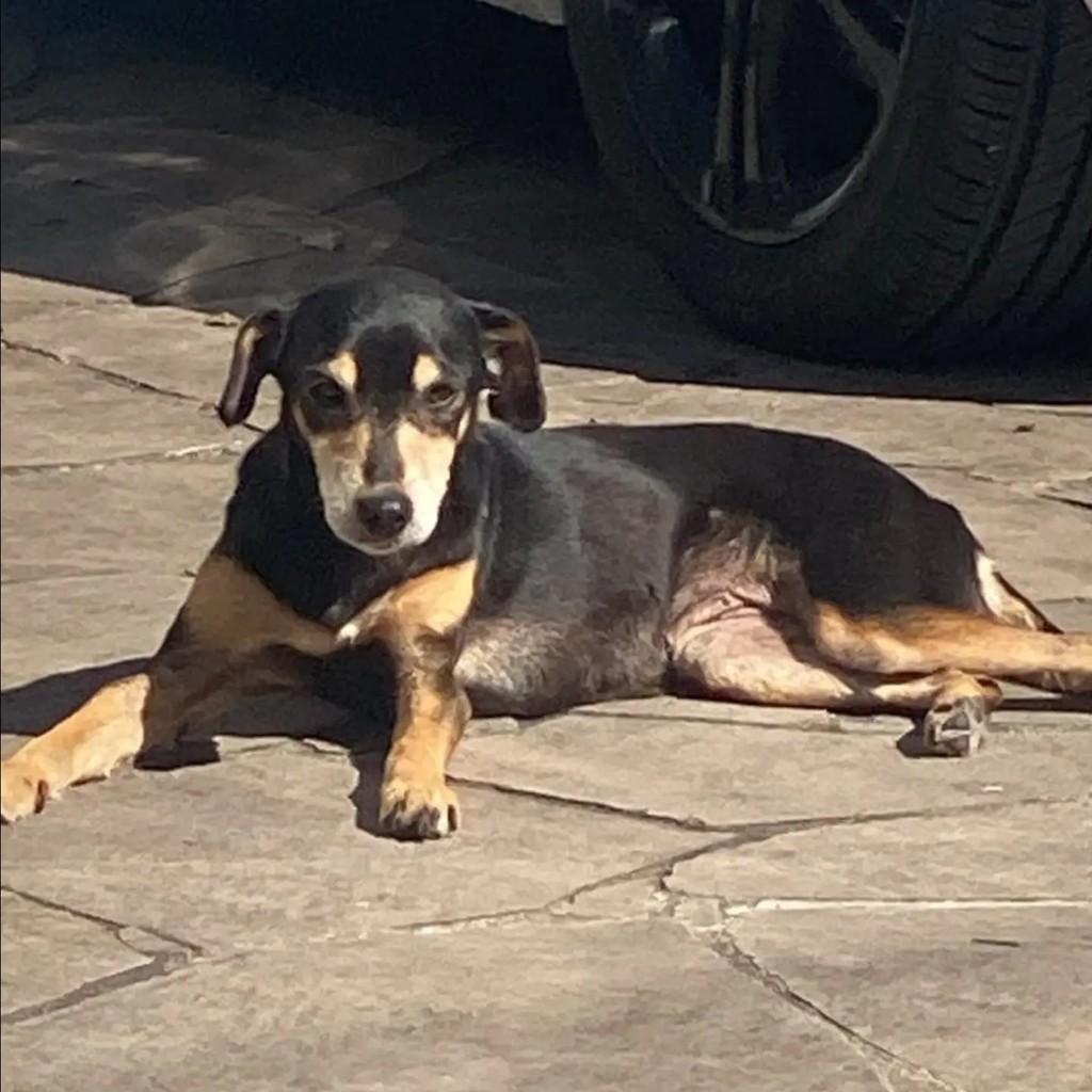 Natasha, cachorro de porte pequeno para adoção em Curitiba - PR