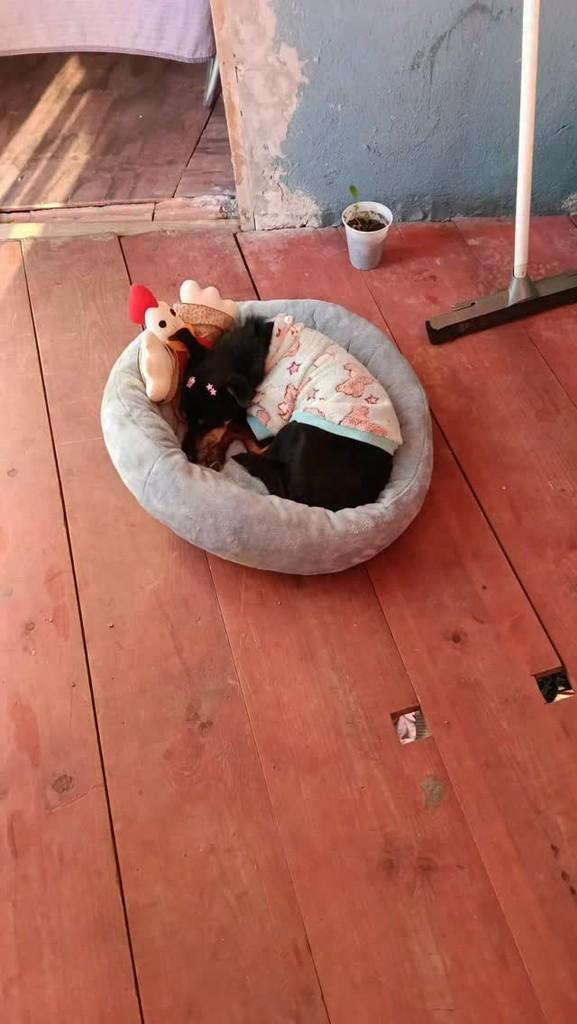 Pretinha, cachorro de porte pequeno para adoção em Curitiba - PR