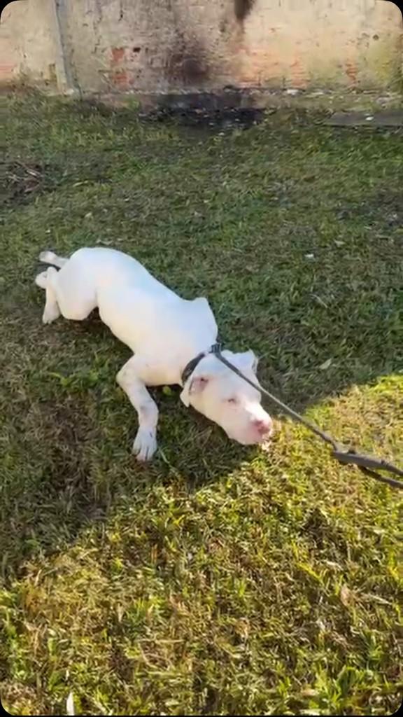 Pitbull Albina, cadela de porte médio para adoção em Curitiba - PR