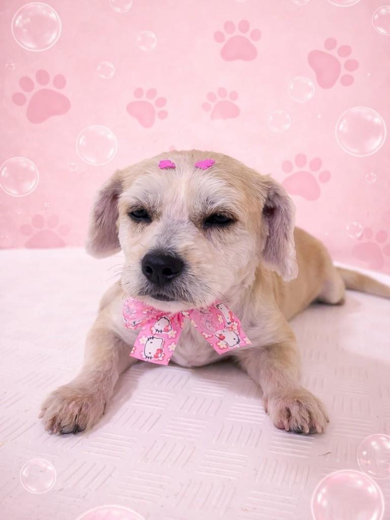Layla, cadela de porte grande para adoção em Curitiba - PR