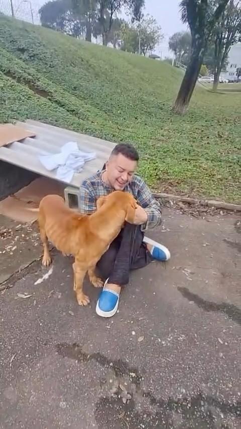 Madrinhas, cachorro de porte médio para adoção em Campo Largo - PR