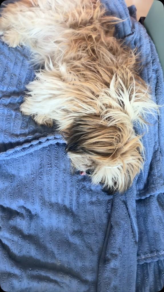 Shitzu Lovers, cachorro de porte pequeno para adoção em Curitiba - PR