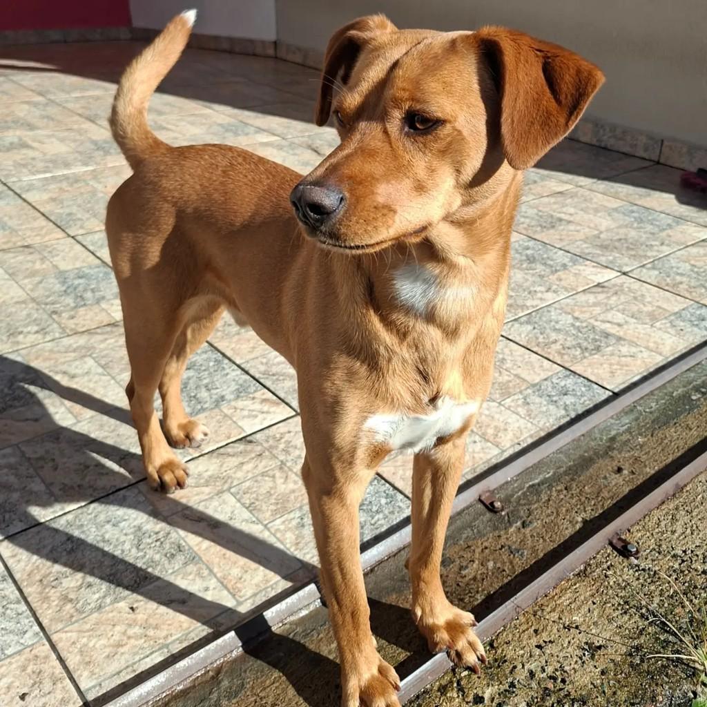 Paçoca, cachorro de porte médio para adoção em Curitiba - PR