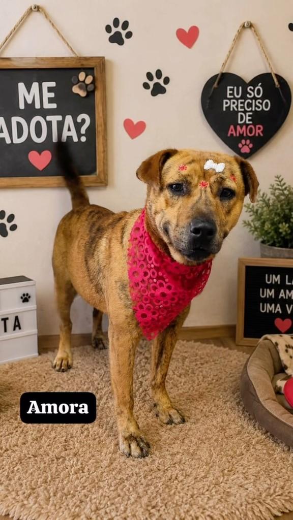 Fofinha, cadela de porte médio para adoção em Curitiba - PR