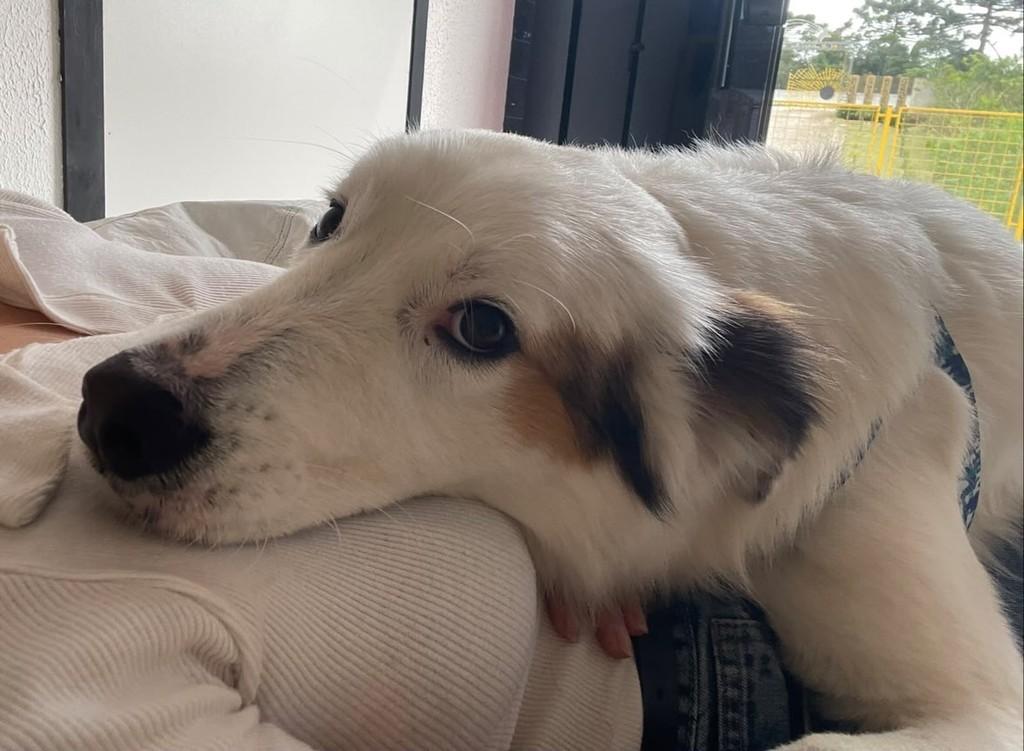 Branquelo, cachorro de porte grande para adoção em Curitiba - PR