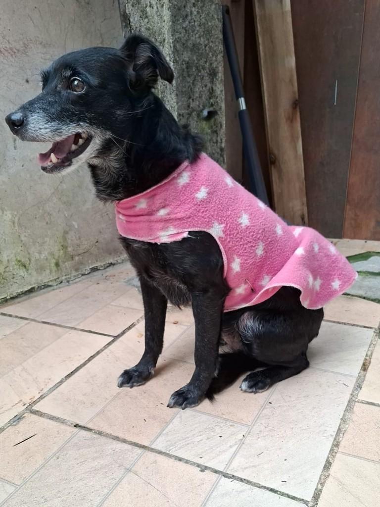Cachorrinha, cadela de porte pequeno para adoção em Curitiba - PR