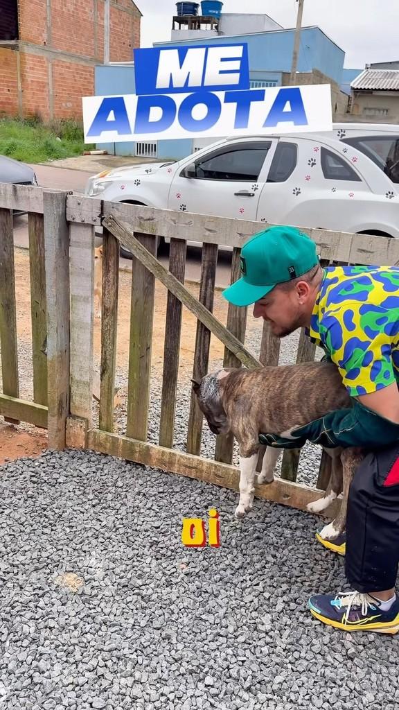 Bull Terrier, cachorro de porte médio para adoção em Curitiba - PR