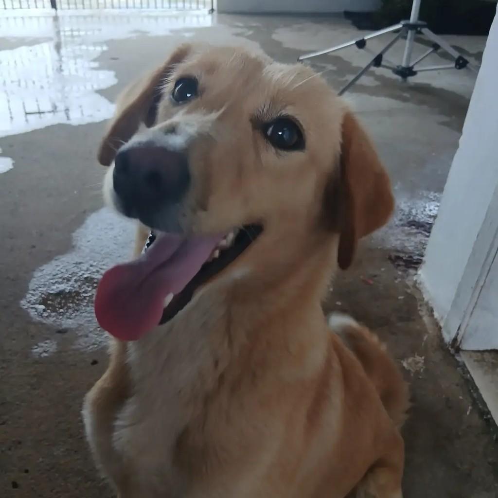 Filhotinha, cachorro de porte pequeno para adoção em Curitiba - PR