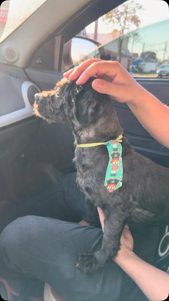 Coleguinha, cachorro de porte médio para adoção em Curitiba - PR