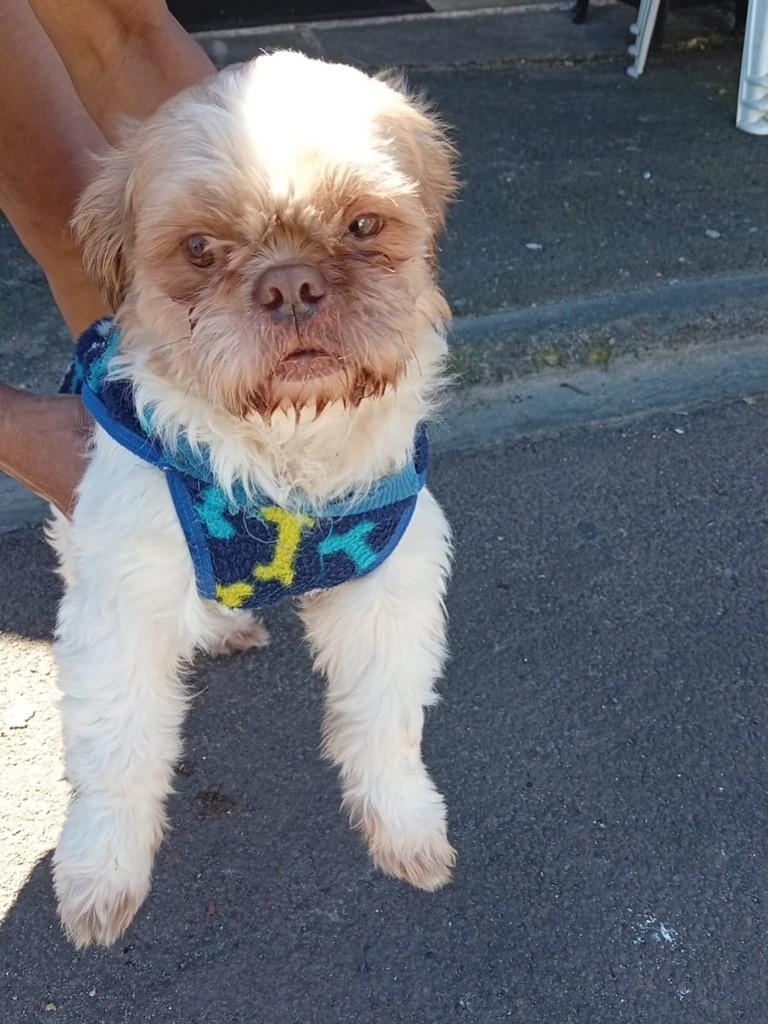 Ted, cachorro de porte médio para adoção em Curitiba - PR