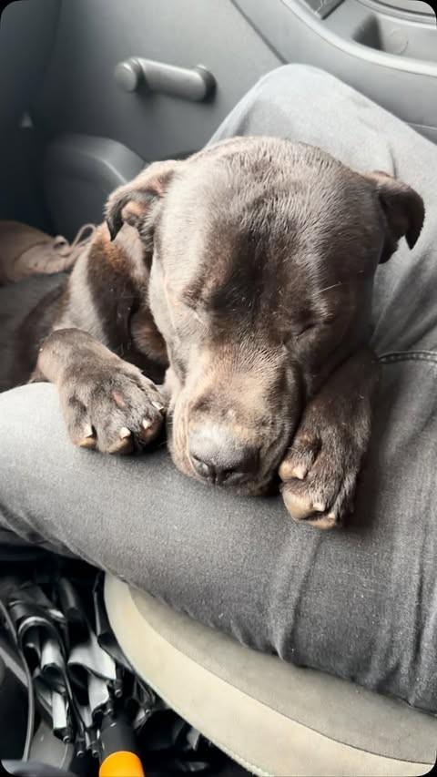 Lord, cachorro de porte grande para adoção em Curitiba - PR