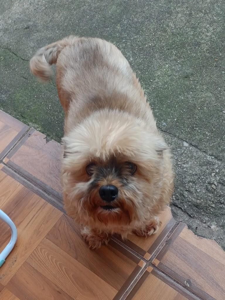 Boris, cachorro de porte pequeno para adoção em Curitiba - PR