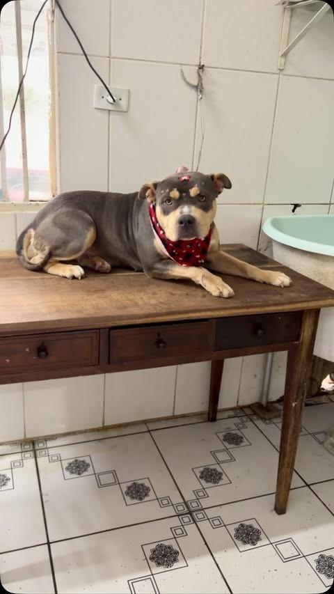 Nossa Lady, cadela de porte médio para adoção em Curitiba - PR