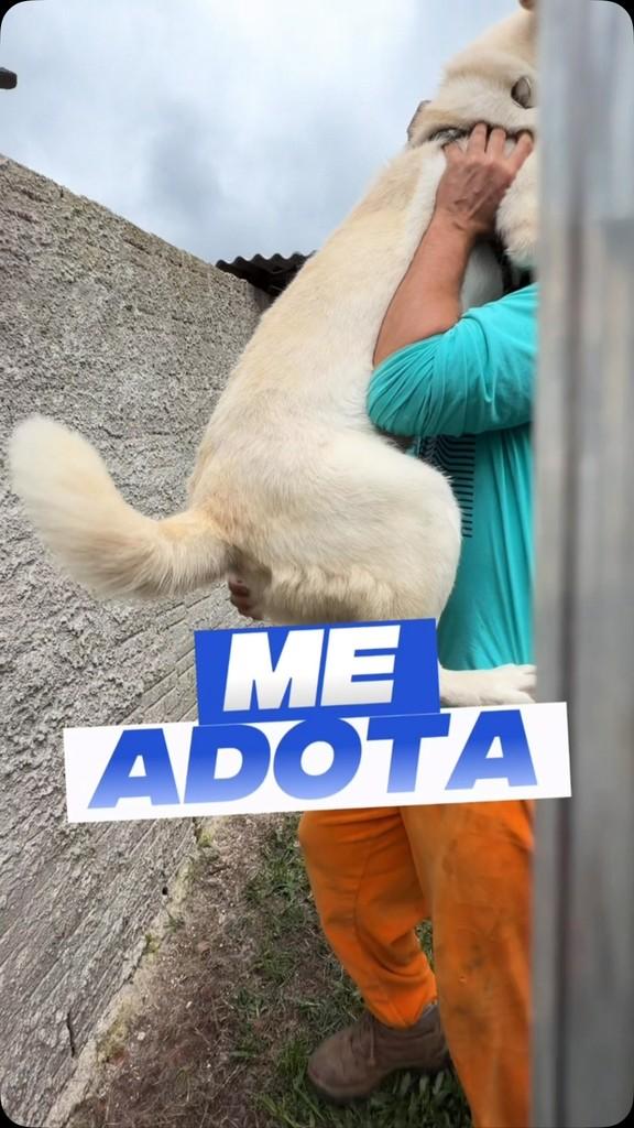 Hachiko, cachorro de porte grande para adoção em Curitiba - PR