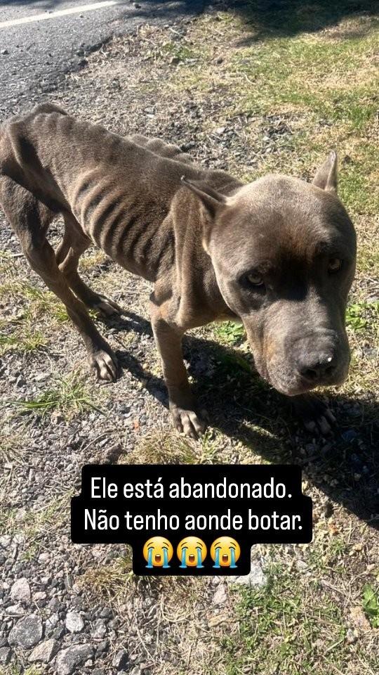 Pittbull, cachorro de porte grande para adoção em Pelotas - RS