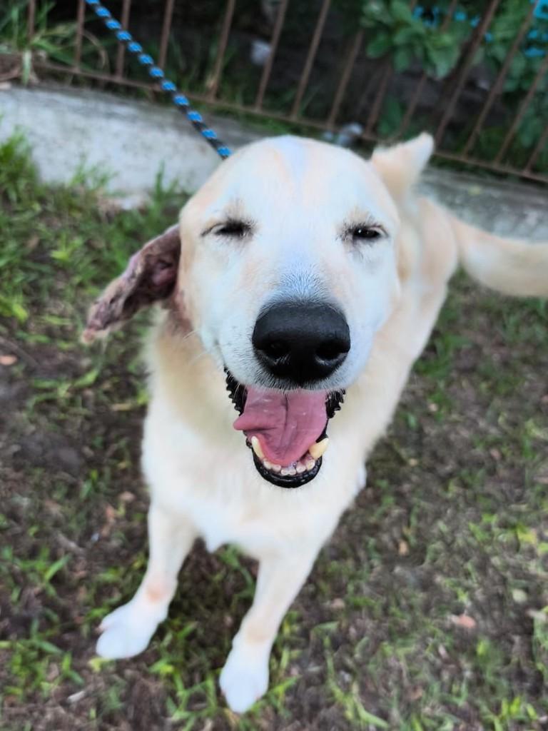 Orelhudo, cachorro de porte médio para adoção em Pelotas - RS