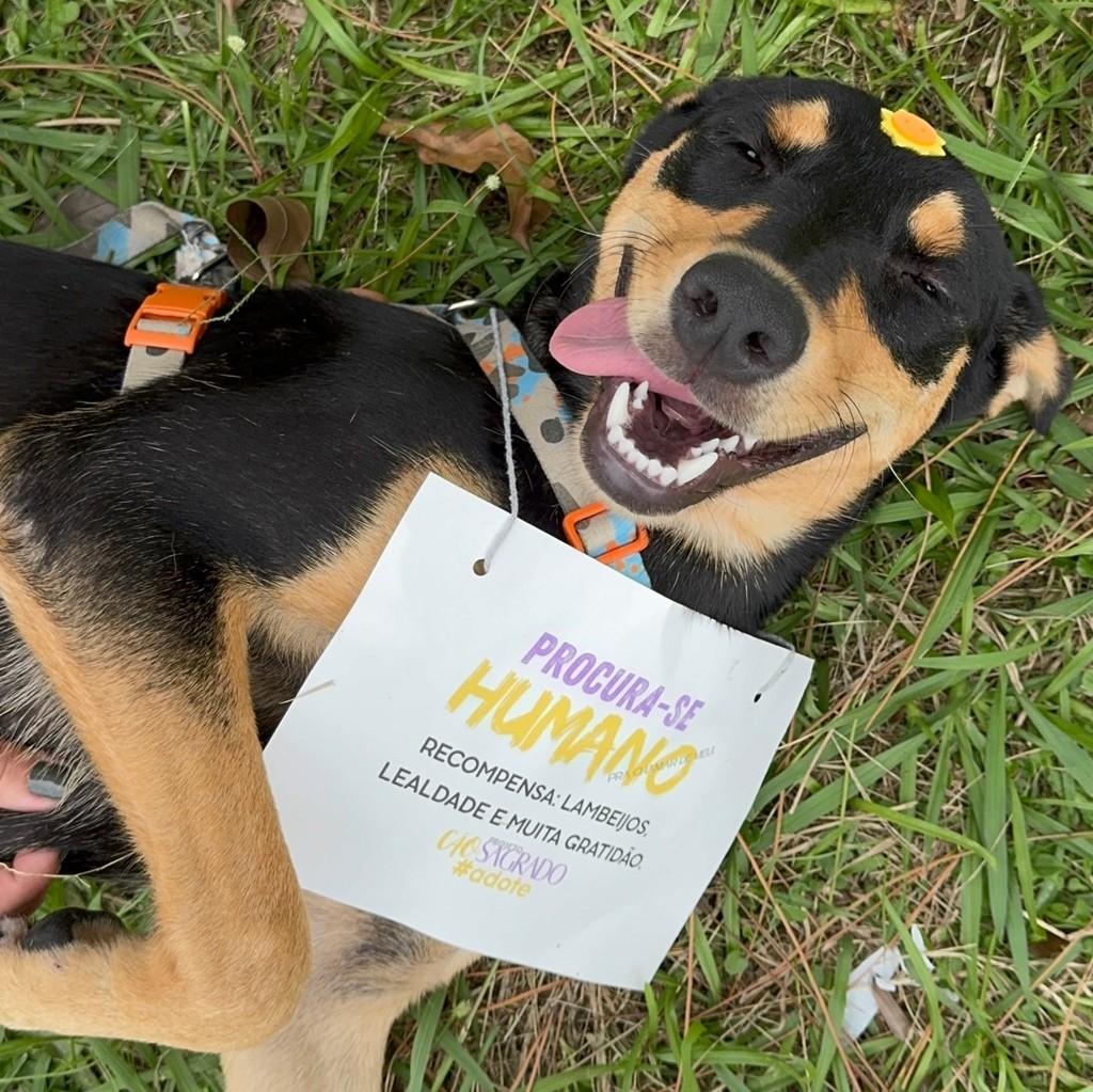 Lelê, cachorro de porte médio para adoção em Pelotas - RS