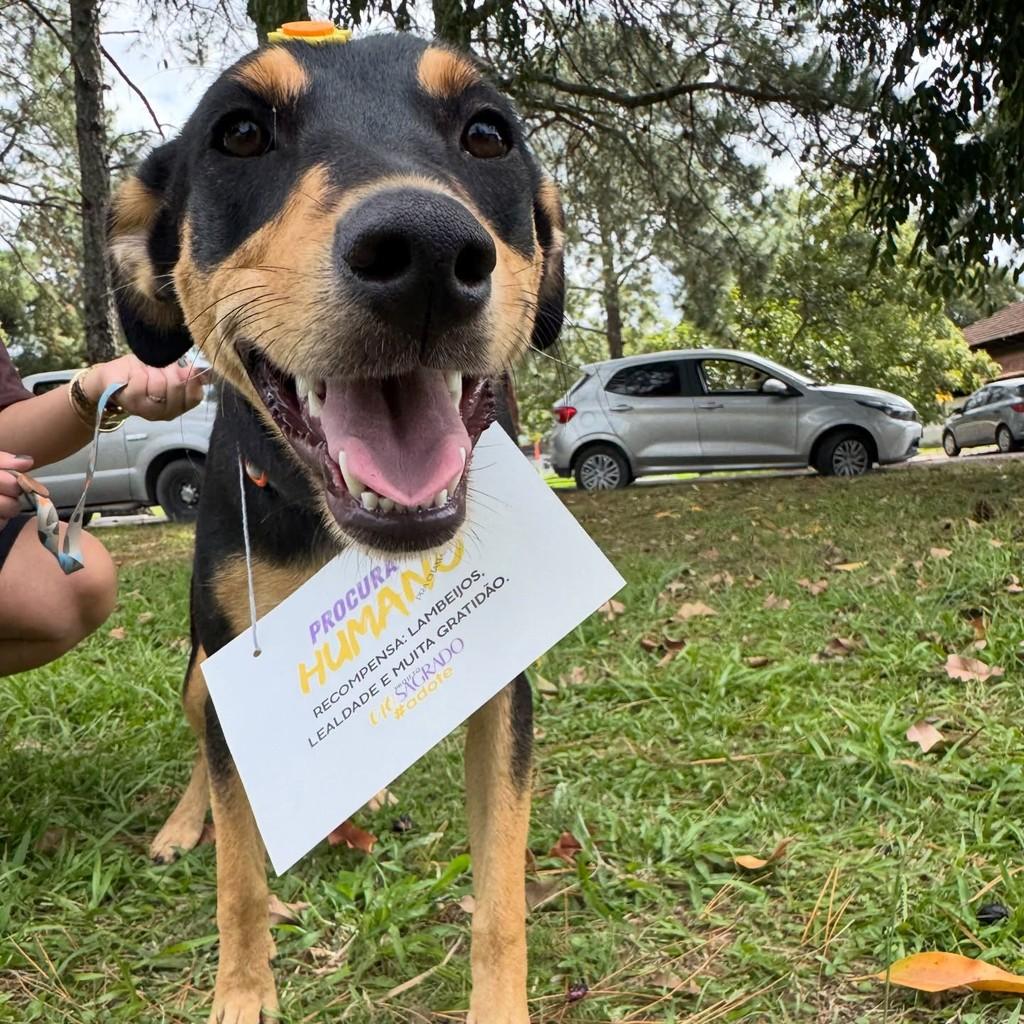 Lelê, cachorro de porte médio para adoção em Pelotas - RS — foto 5 de 6