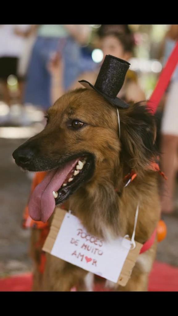 Urso, cachorro de porte médio para adoção em Pelotas - RS