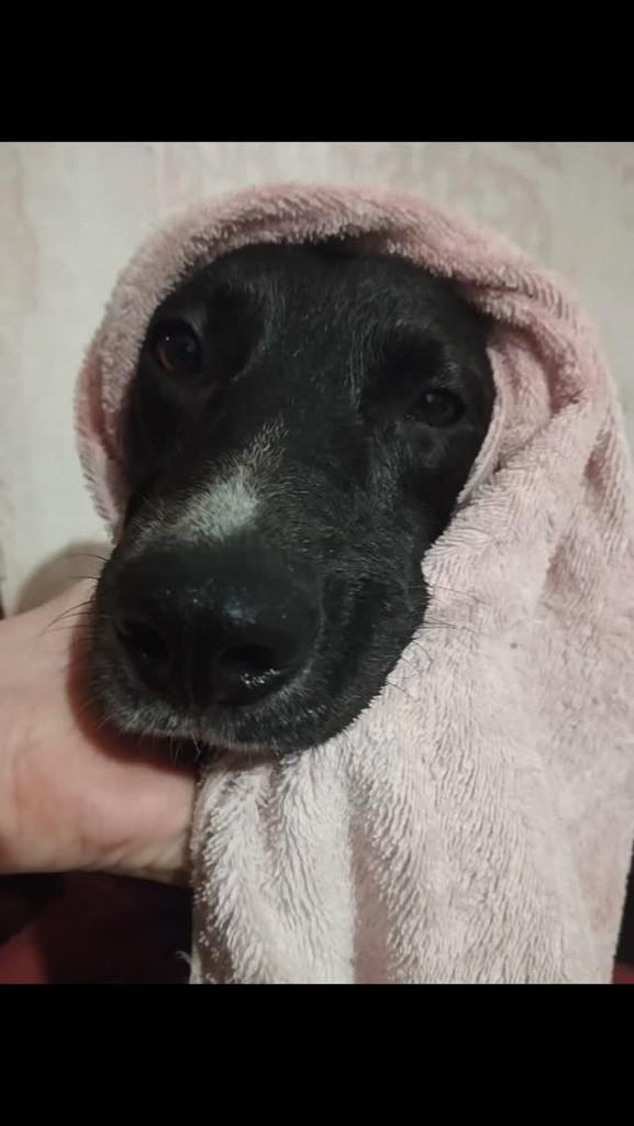 Luna, cadela de porte médio para adoção em Pelotas - RS