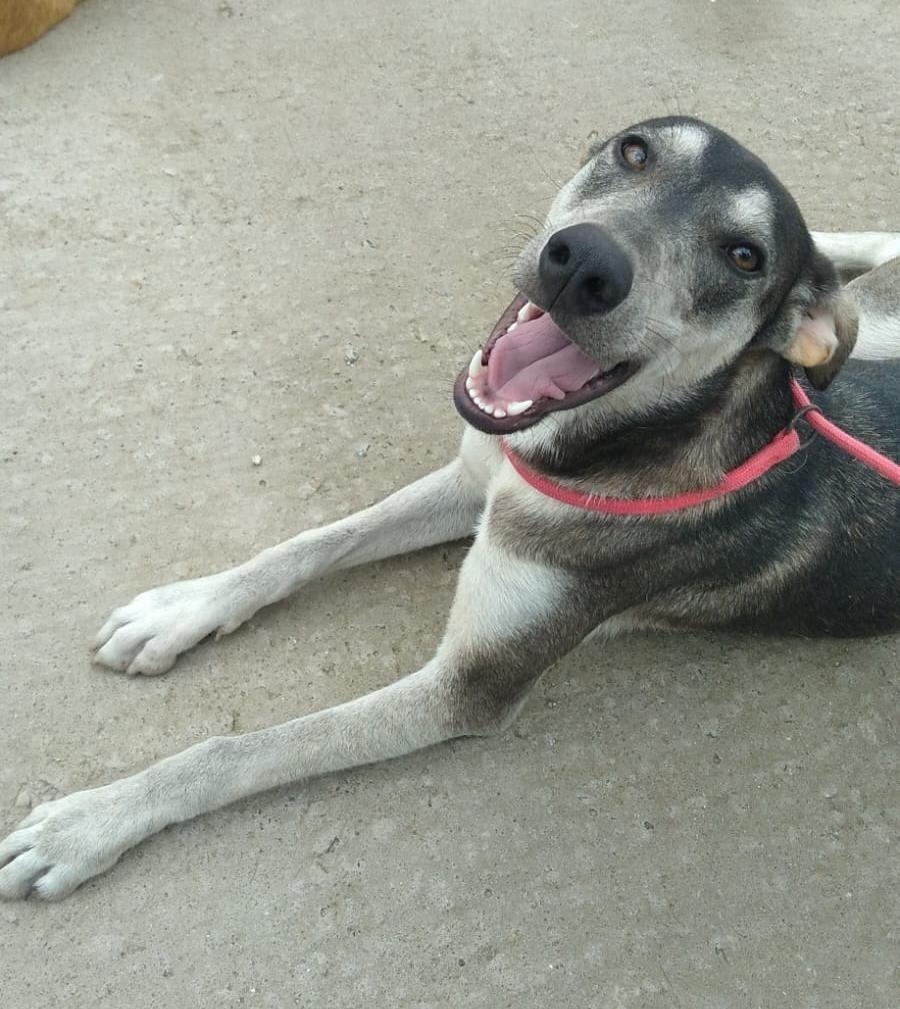 Bella, cachorro de porte médio para adoção em Pelotas - RS