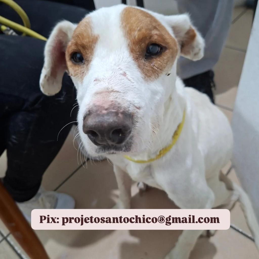 Zangado, cachorro de porte médio para adoção em Pelotas - RS