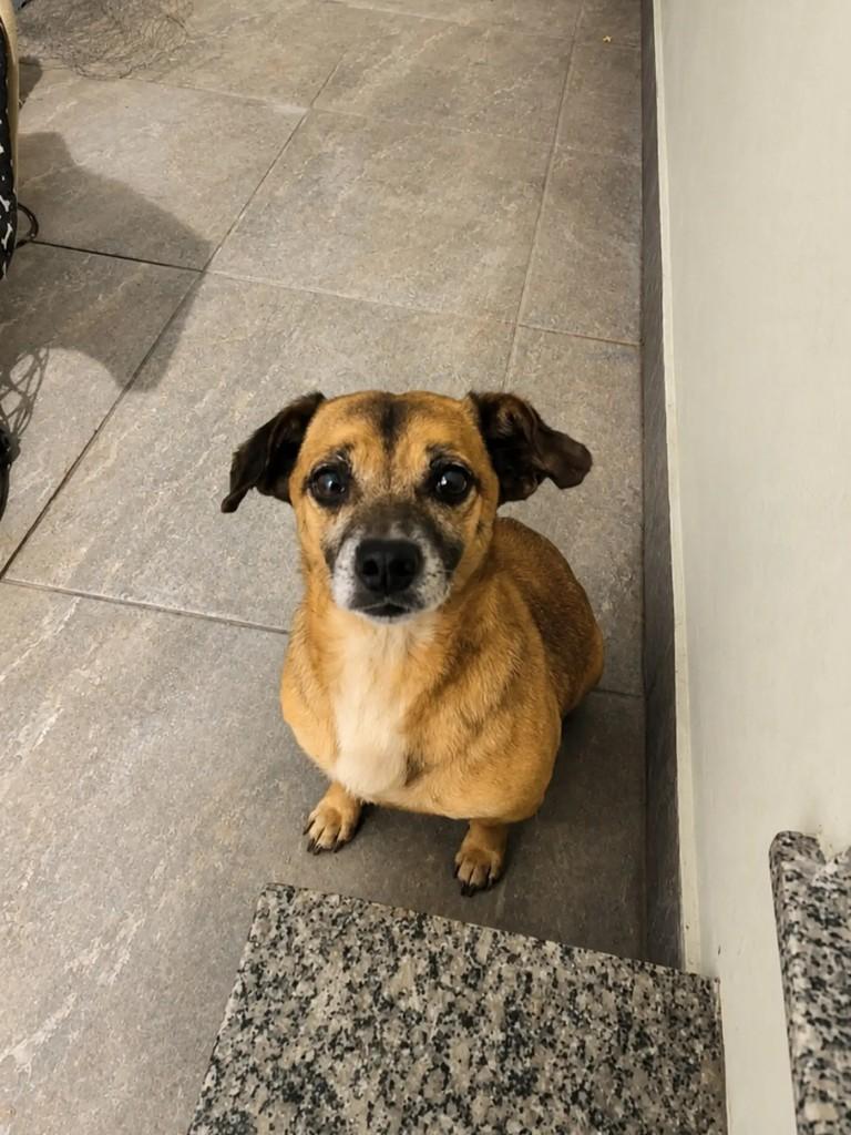 Princesa, cadela de porte pequeno para adoção em Pelotas - RS
