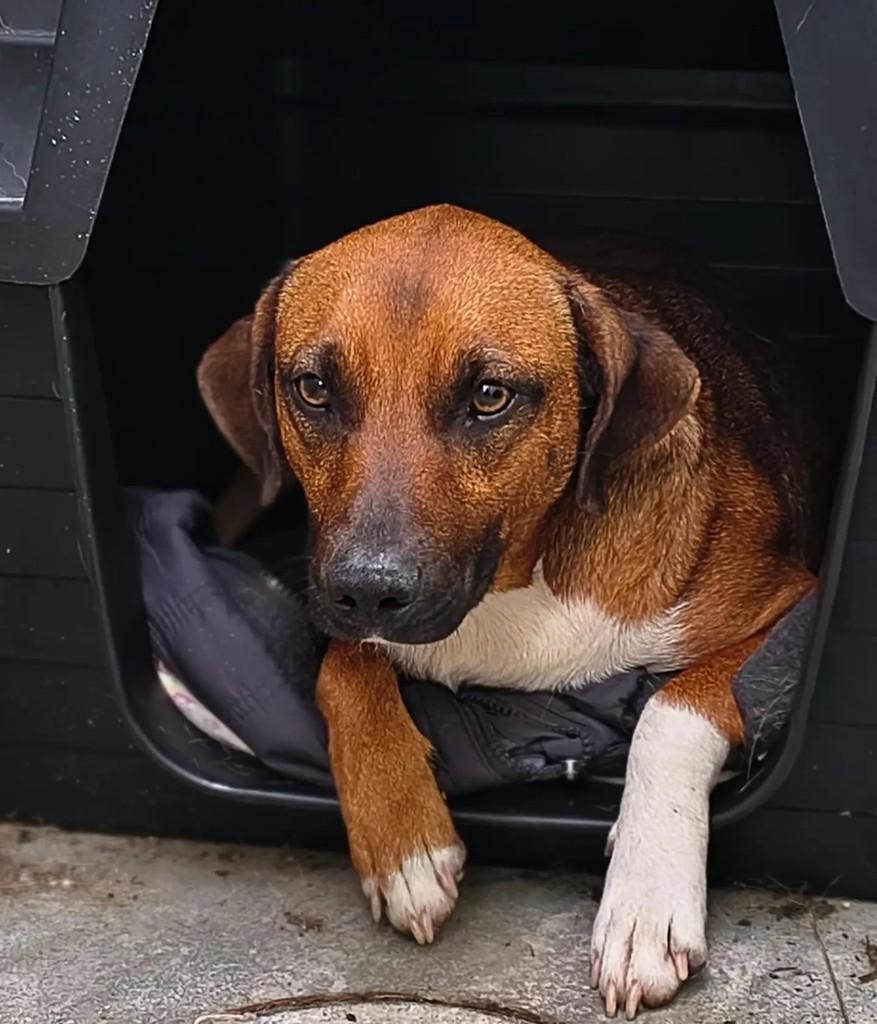 Linda, cadela de porte médio para adoção em Pelotas - RS