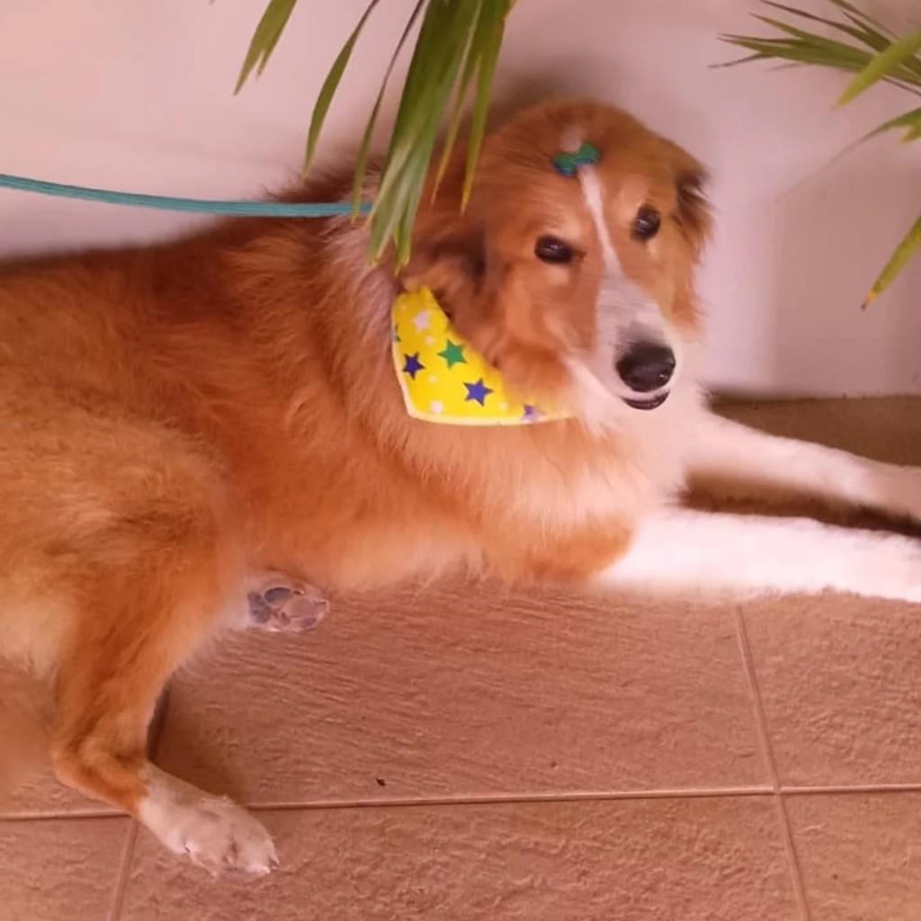 Bebezão, cachorro de porte grande para adoção em Pelotas - RS
