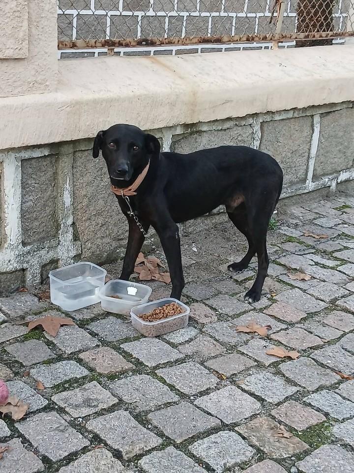 Preto, cachorro de porte médio para adoção em Pelotas - RS