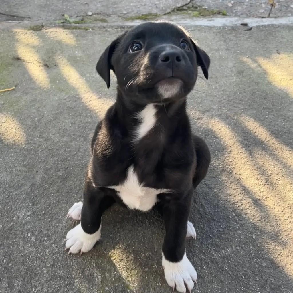 Nutella, cachorro de porte médio para adoção em Pelotas - RS