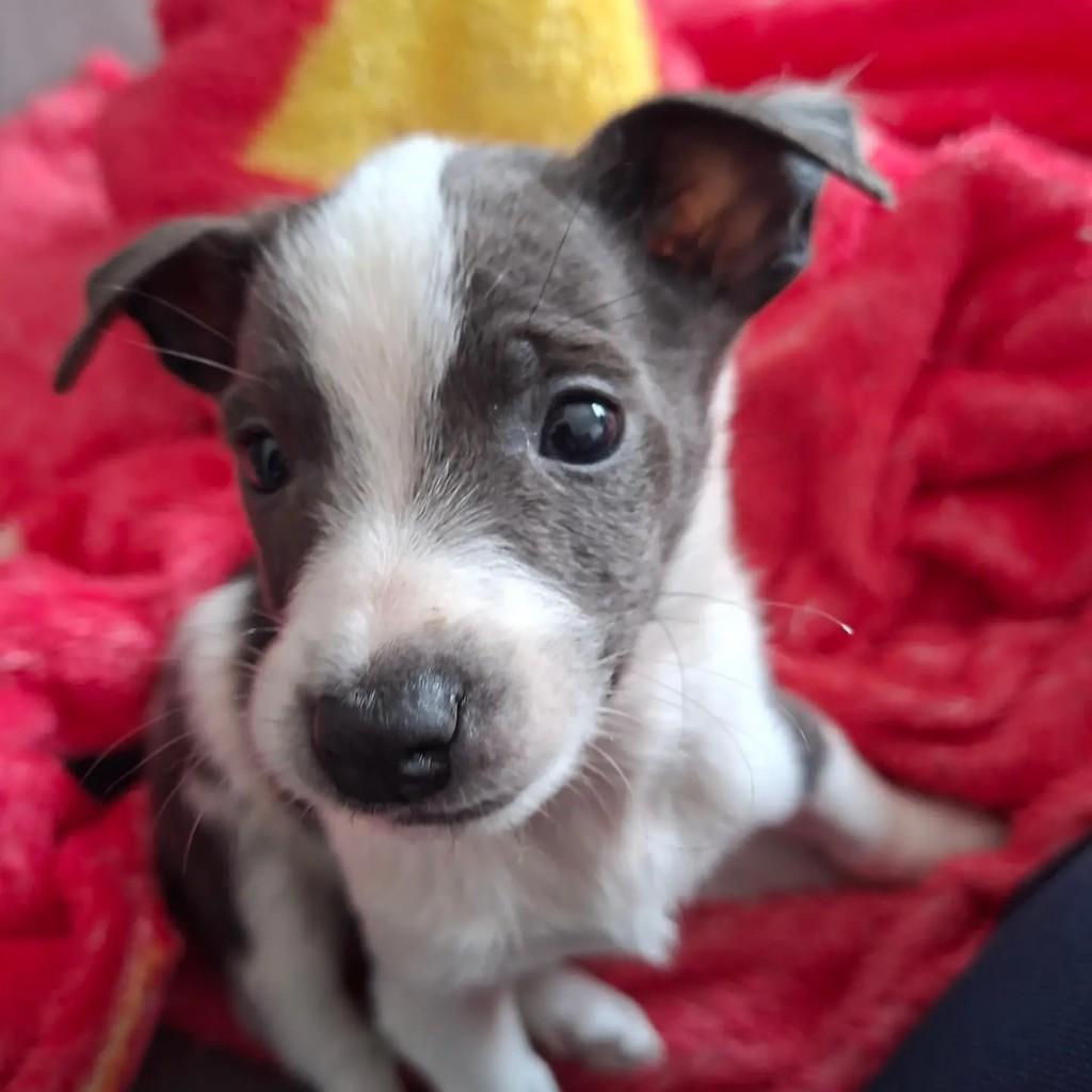Oliver, cachorro de porte pequeno para adoção em Pelotas - RS