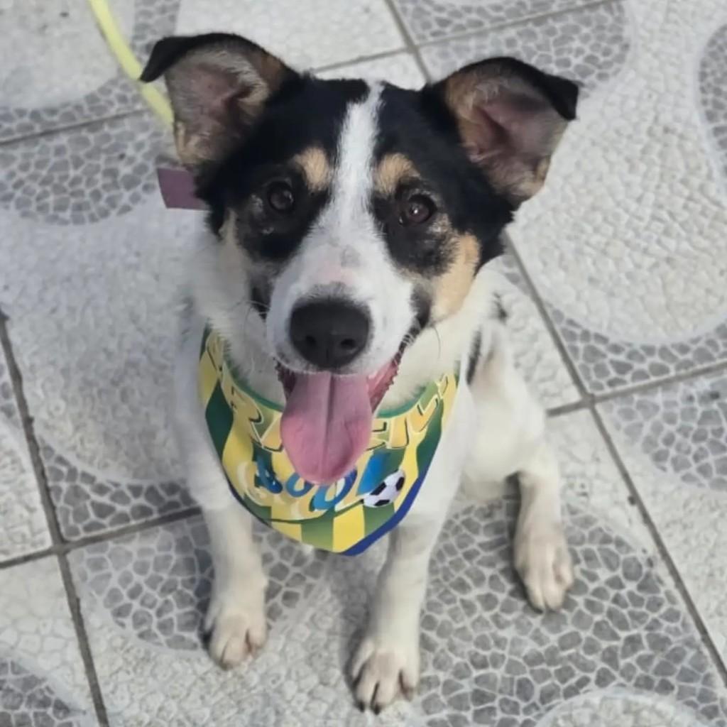 Marilda, cadela de porte médio para adoção em Pelotas - RS