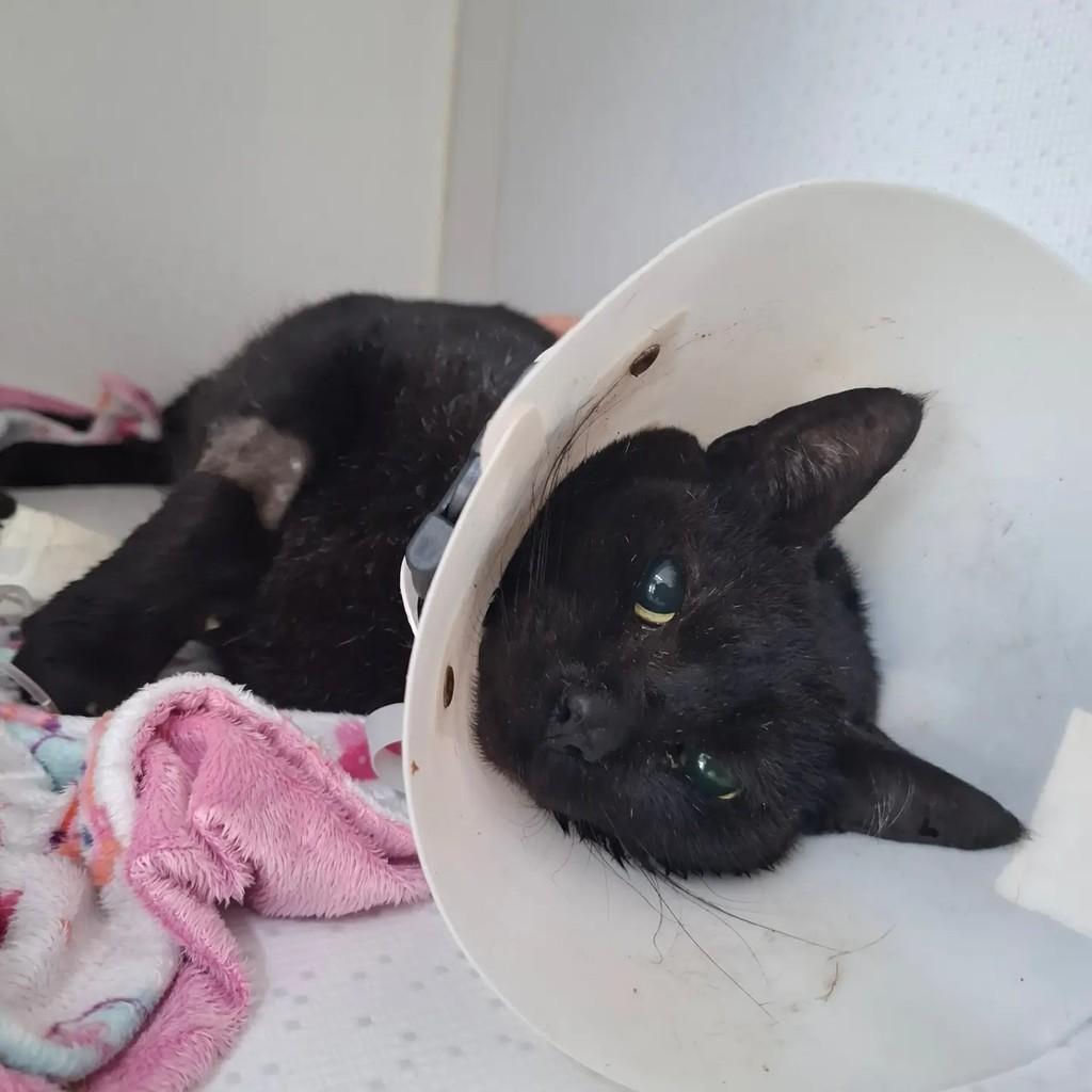 Maguila, gato de porte médio para adoção em Pelotas - RS