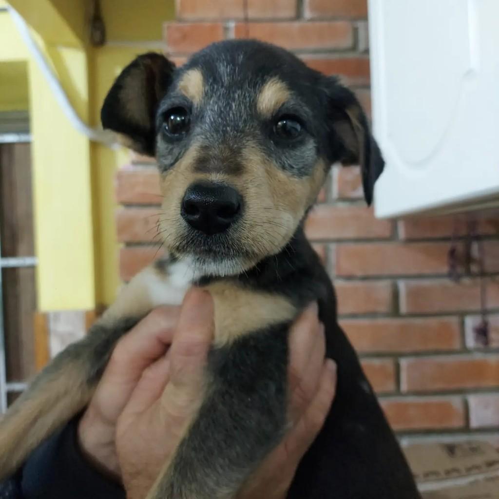 Petica, cadela de porte médio para adoção em Pelotas - RS