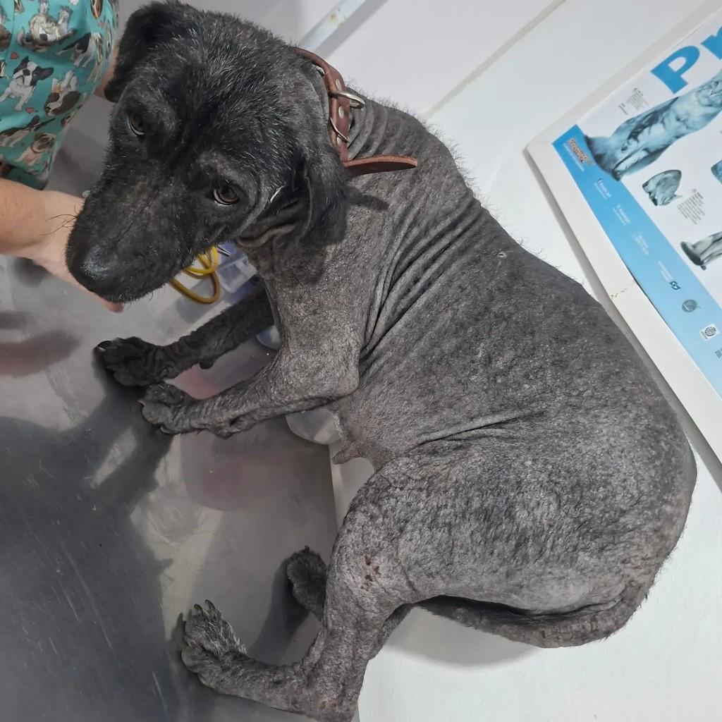 Mabel, cadela de porte médio para adoção em Pelotas - RS